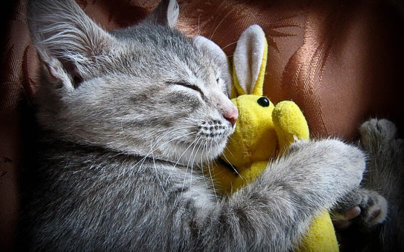 Sleeping Gray Kitten — Peaceful, Photograph