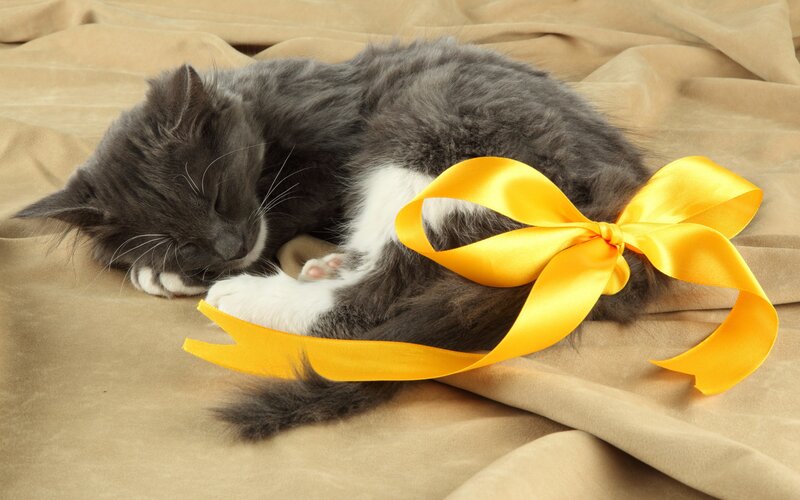 Sleeping Gray Kitten — Peaceful, Photograph, Yellow Ribbon