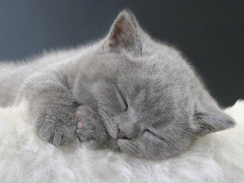 Sleeping Gray Kitten — Peaceful