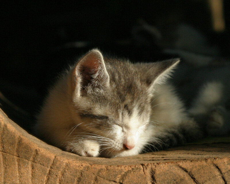 Sleeping Gray Kitten — Serene