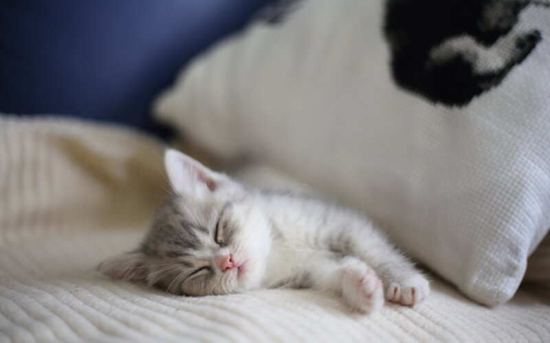 Sleeping Gray Kitten — White