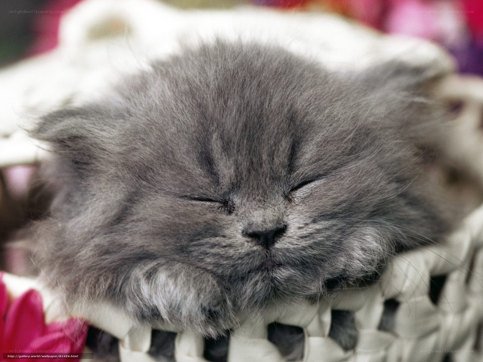 Sleeping gray kitten