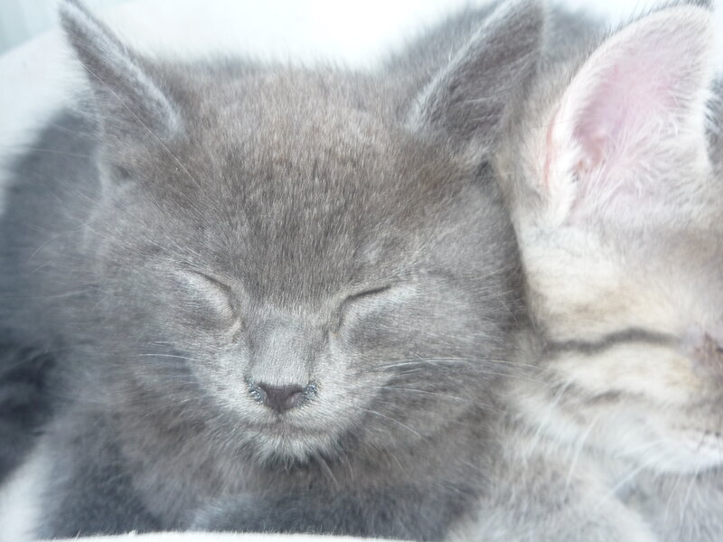Sleeping Gray Kittens