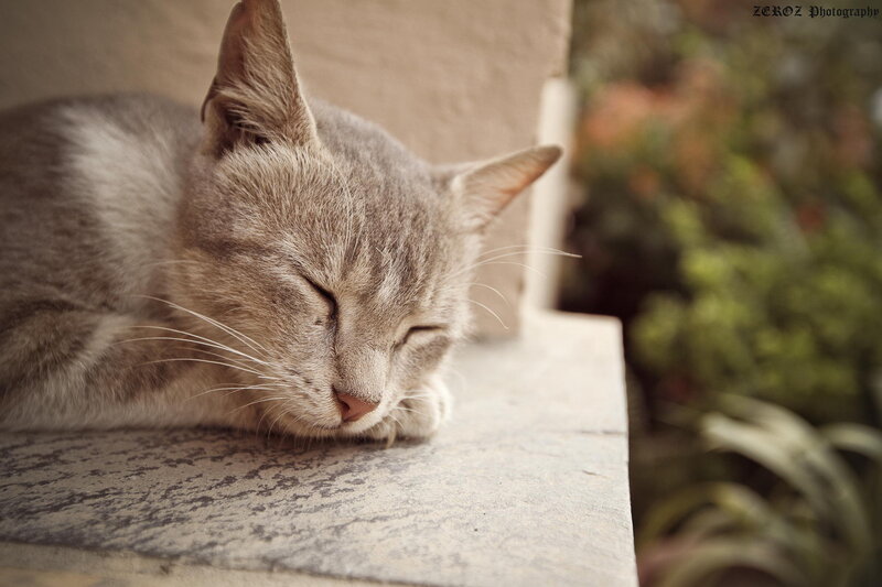 Sleeping Gray Tabby Cat — Serene