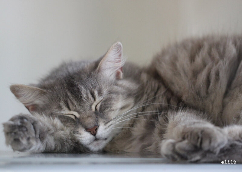 Sleeping Gray Tabby Cat
