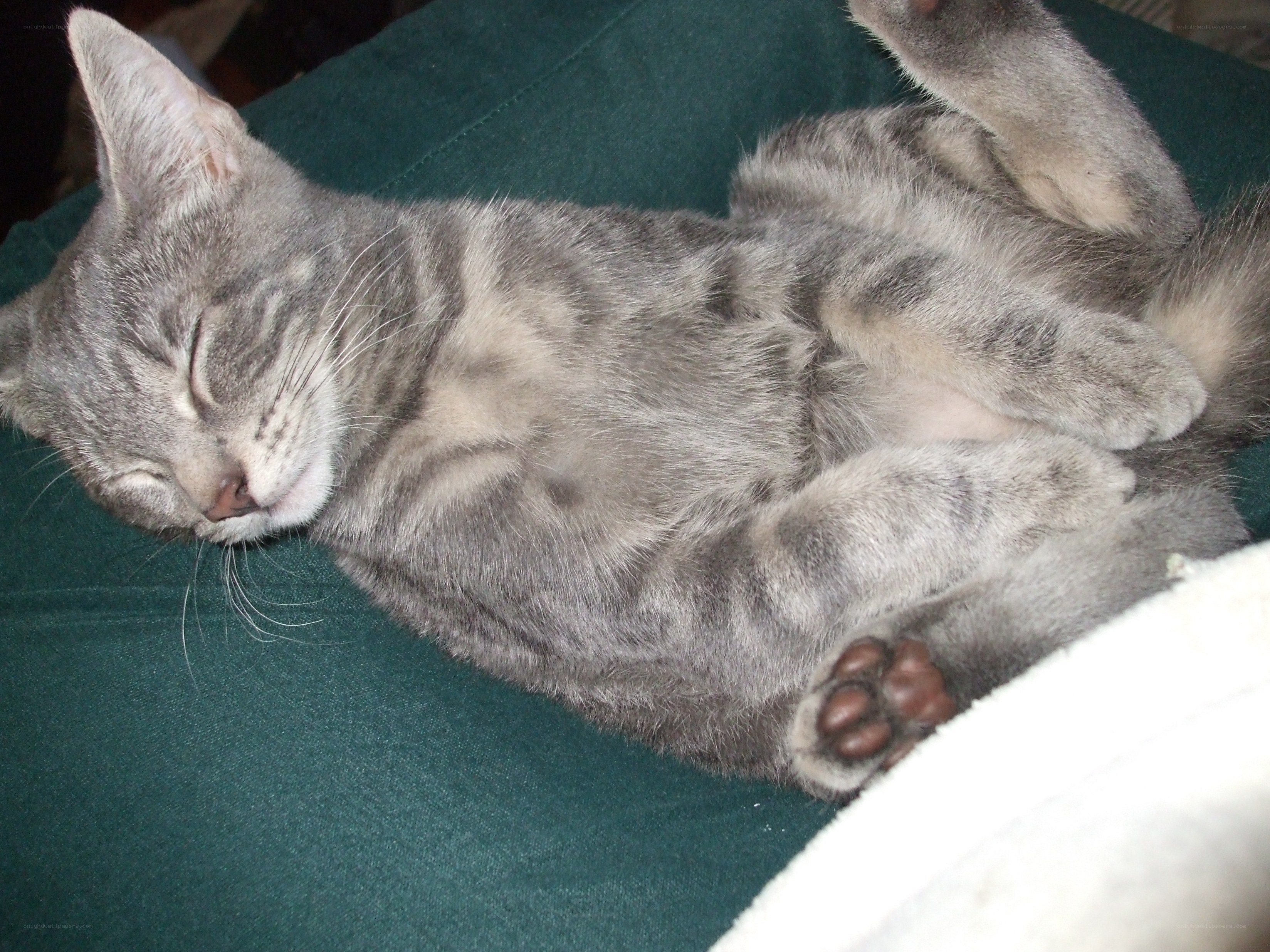 sleeping gray tabby kitten