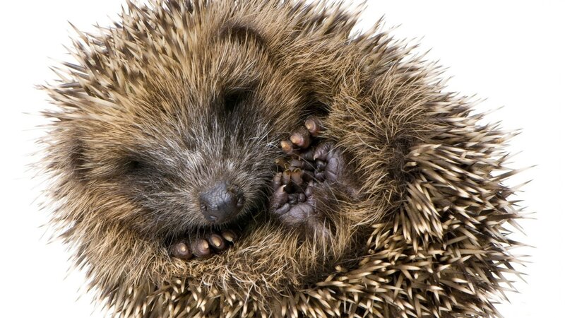 Sleeping Hedgehog — Brown