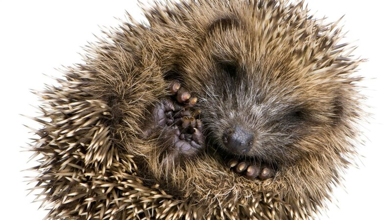 sleeping hedgehog close-up