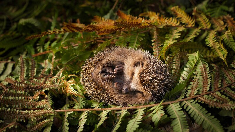 Sleeping Hedgehog in Ferns