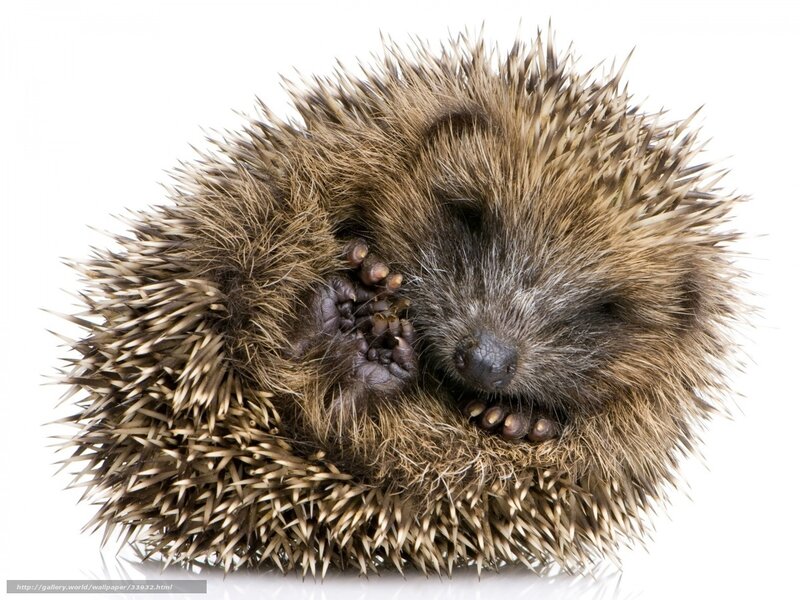 sleeping hedgehog on white