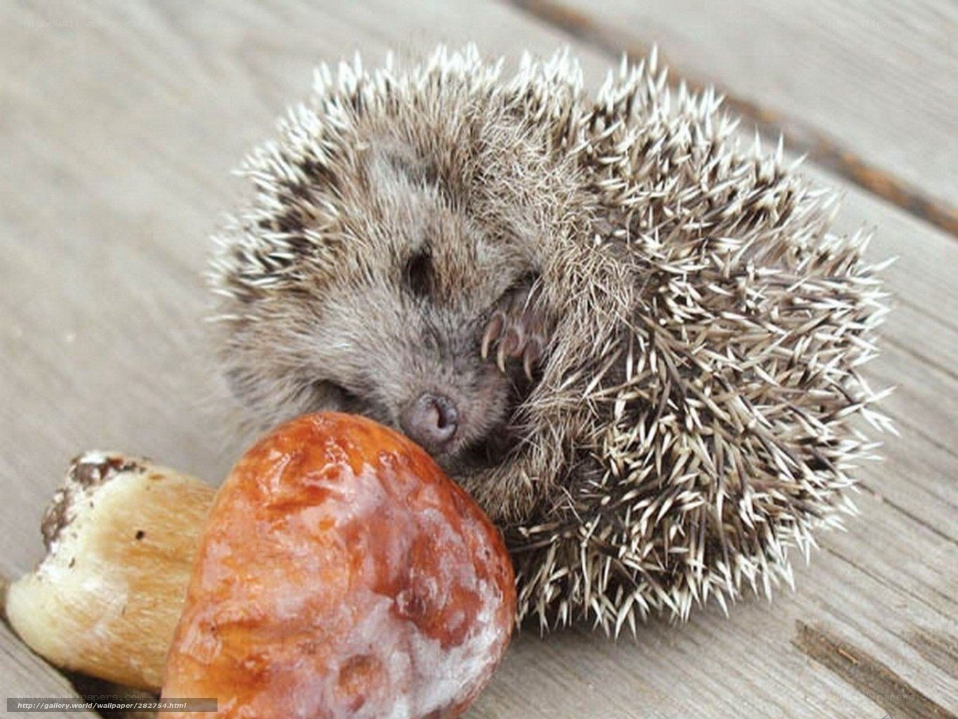 Sleeping hedgehog with mushroom