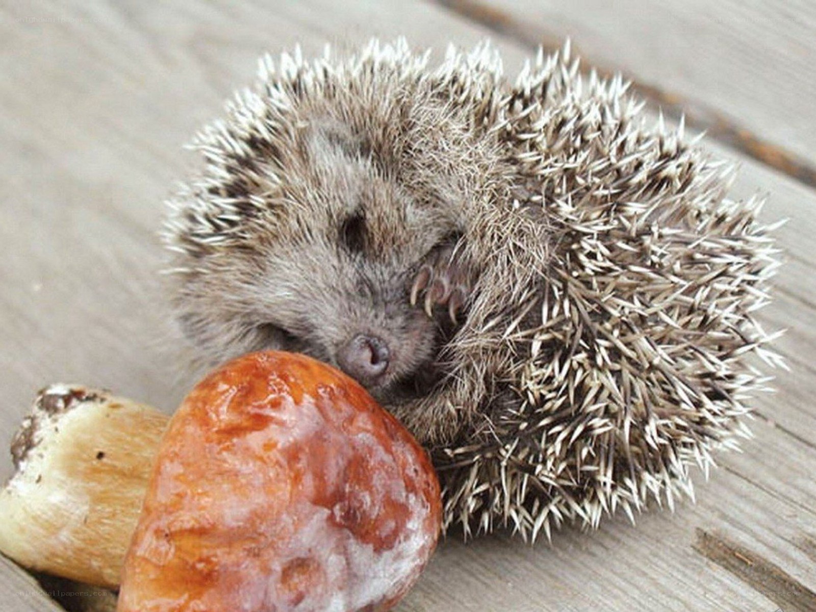 Sleeping hedgehog with mushrooms