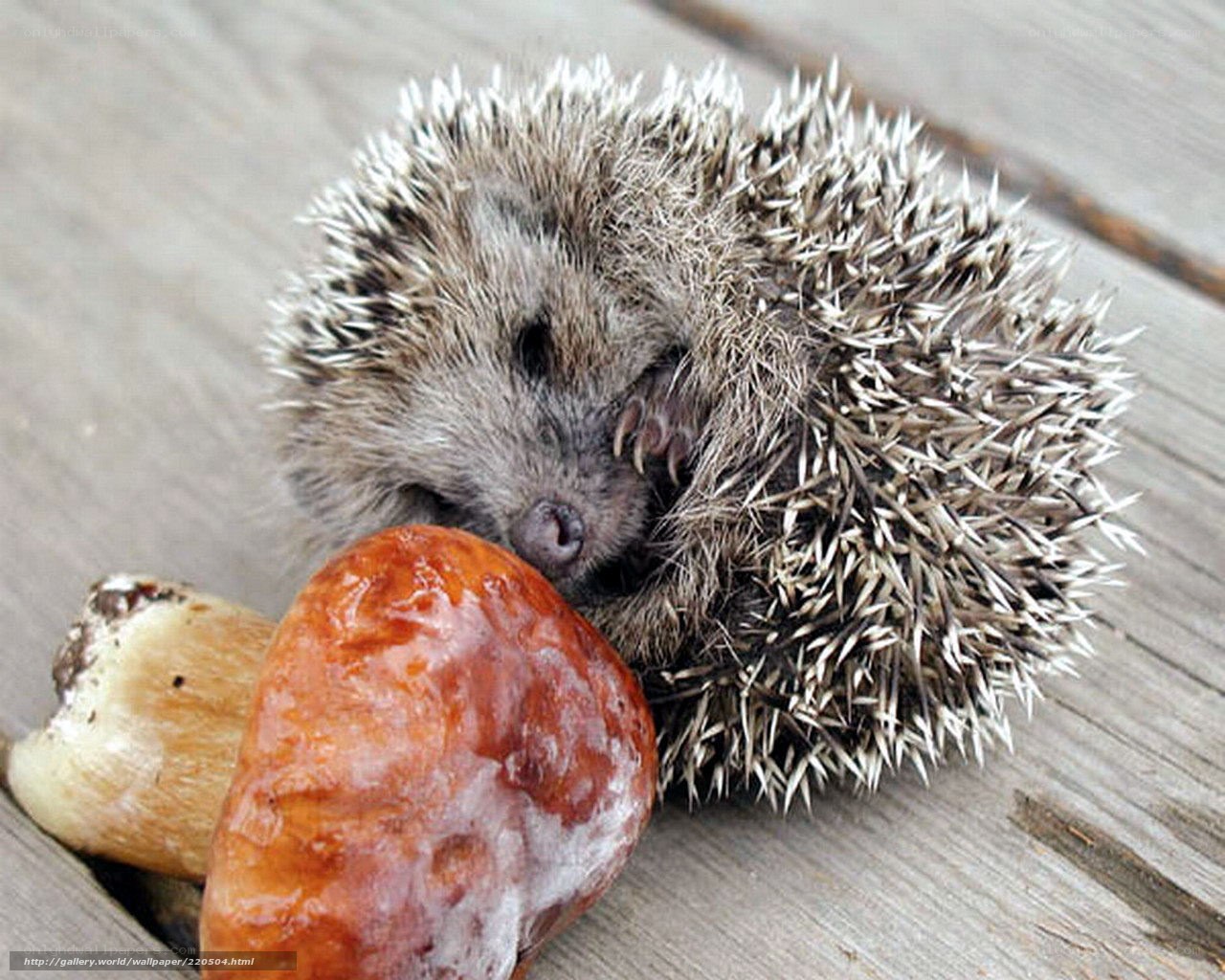 sleeping hedgehog with mushrooms