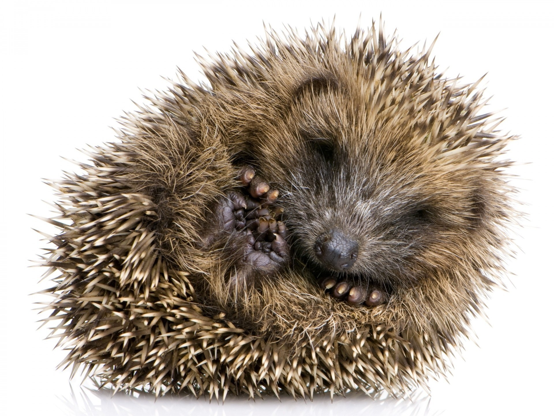 Sleeping hedgehog