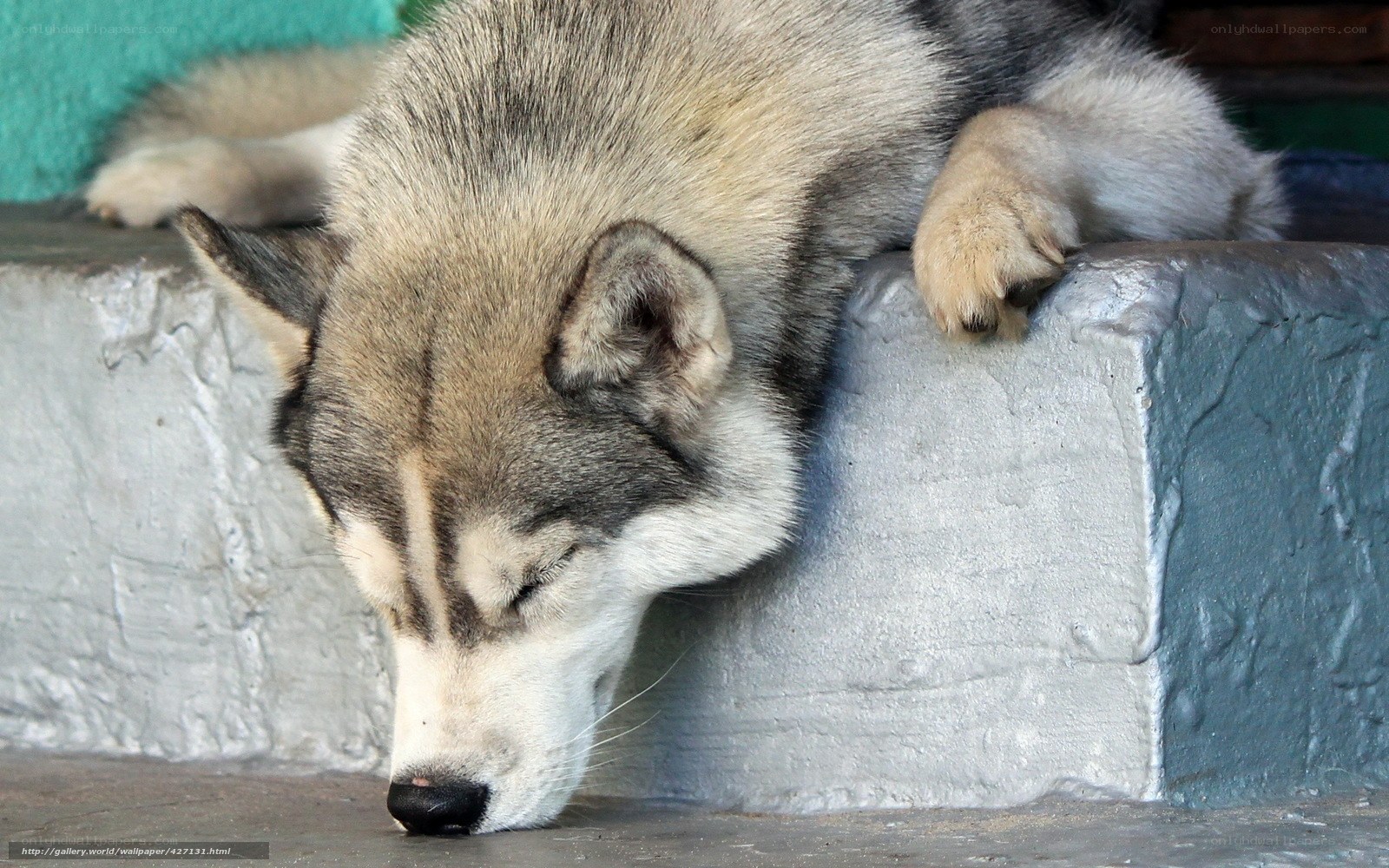 sleeping husky dog