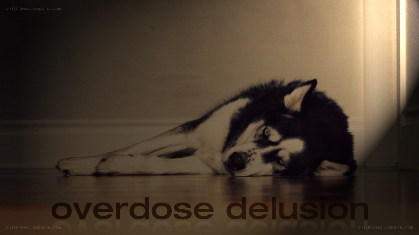 sleeping husky dog