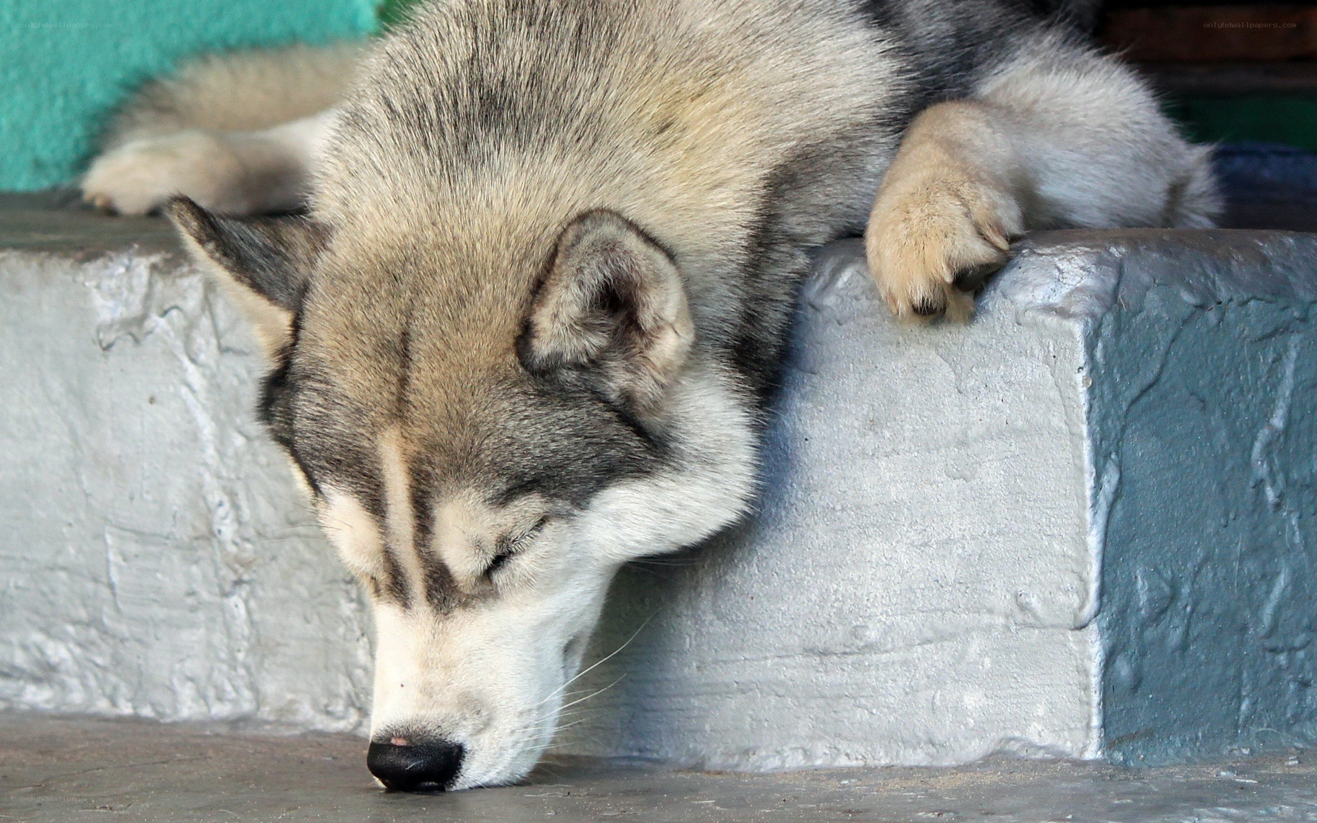 sleeping husky dog