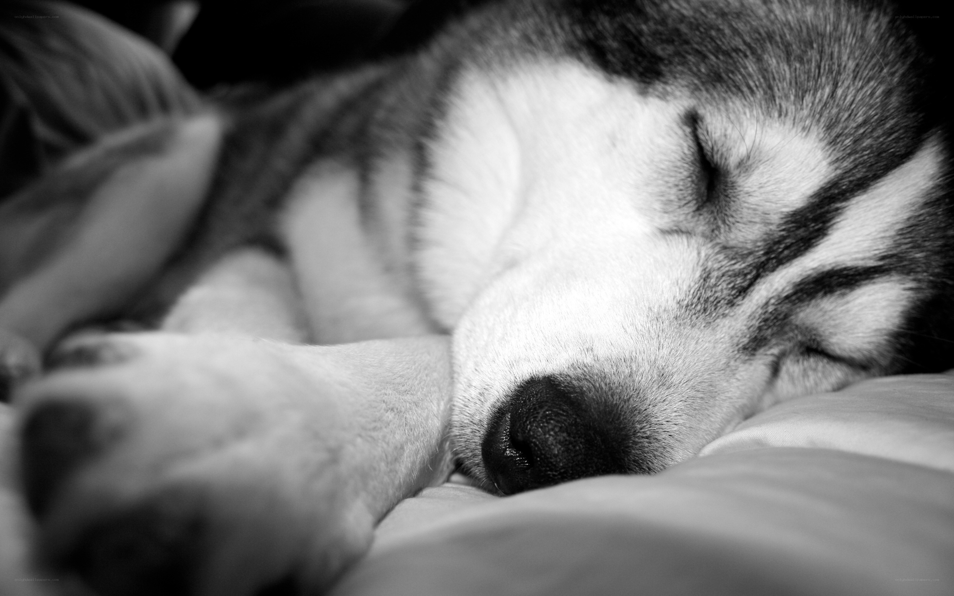 sleeping husky dog