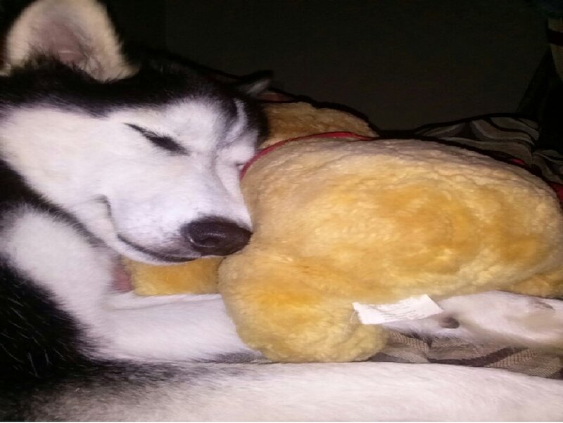 Sleeping Husky Dog — Black