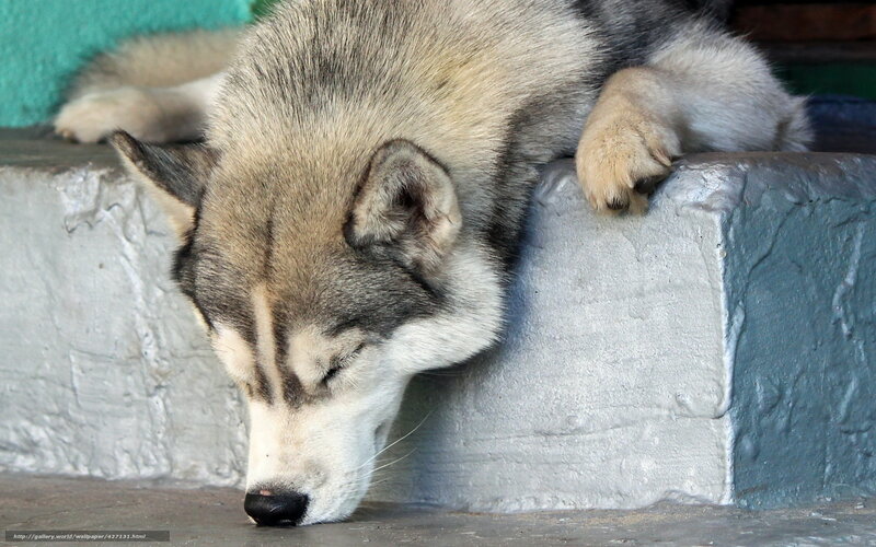 Sleeping Husky Dog — Gray, Calm, Photograph, Concrete Step