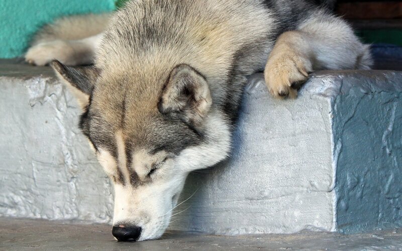 Sleeping Husky Dog — Gray, Calm, Photograph, Concrete Step, Wall