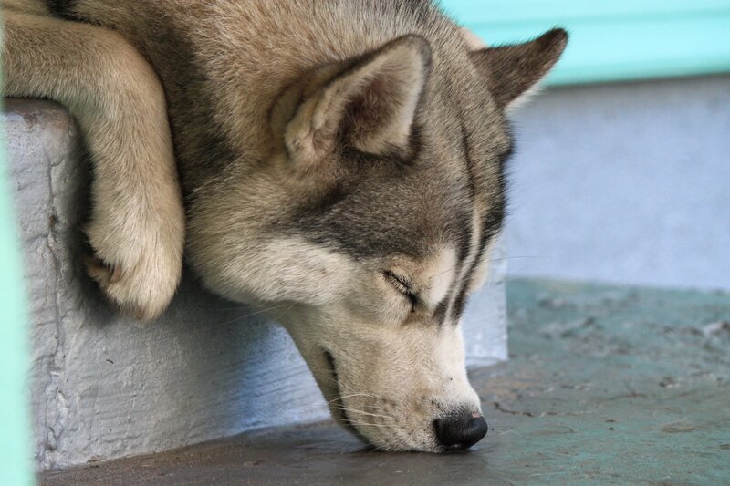 Sleeping Husky Dog — Gray, Calm, Photograph, Concrete Wall