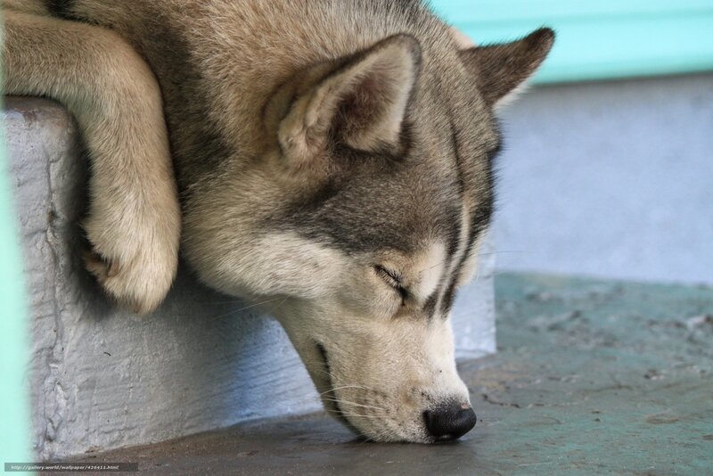Sleeping Husky Dog — Gray, Calm, Photograph