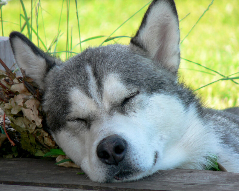 Sleeping Husky Dog — Gray, Peaceful