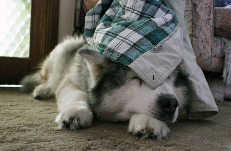 Sleeping Husky Dog — White, Peaceful