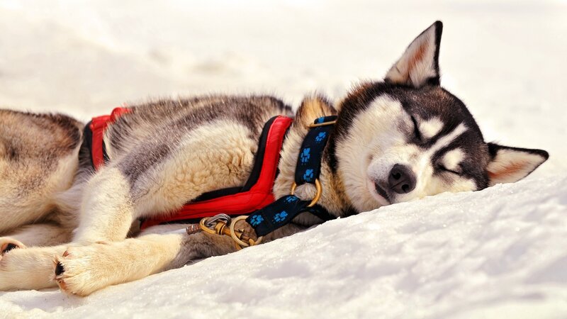 Sleeping Husky Dog — White, Peaceful, Winter