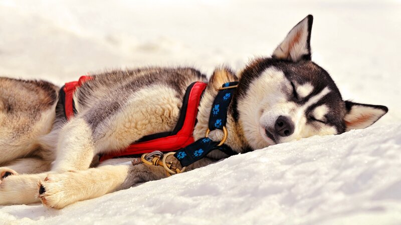 Sleeping Husky in Snow — White