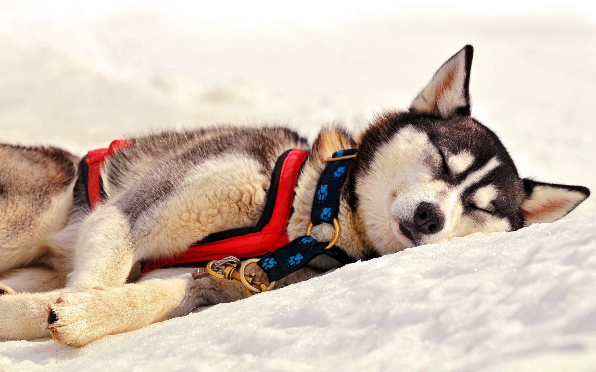 sleeping husky in snow