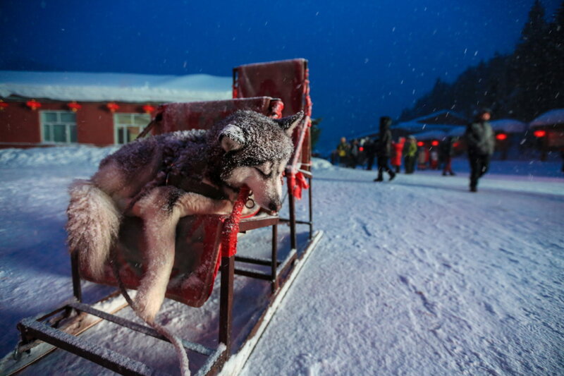 Sleeping Husky on Sled