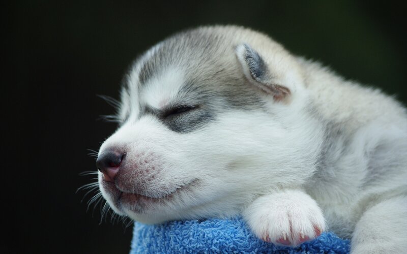 sleeping husky puppy