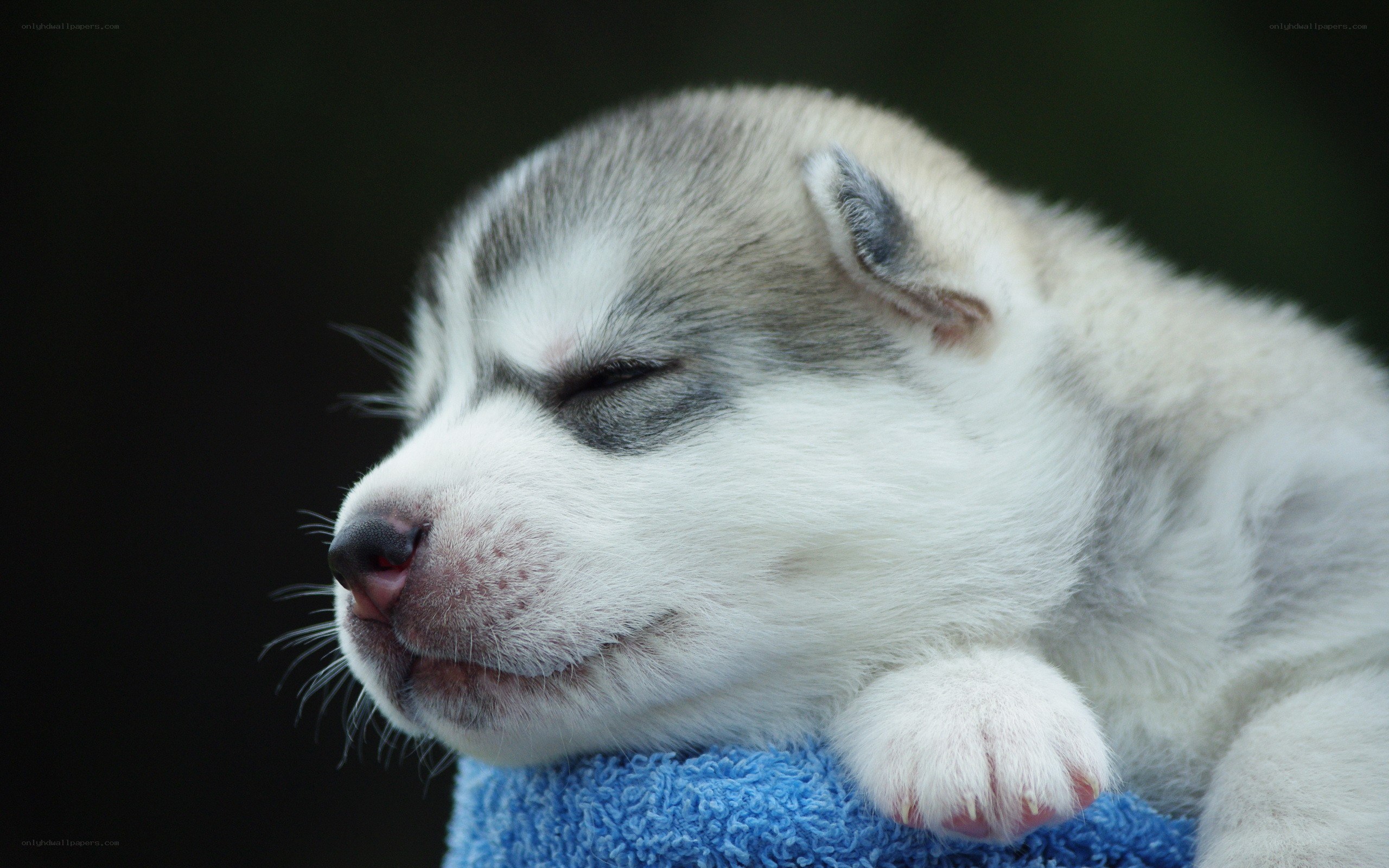 sleeping husky puppy