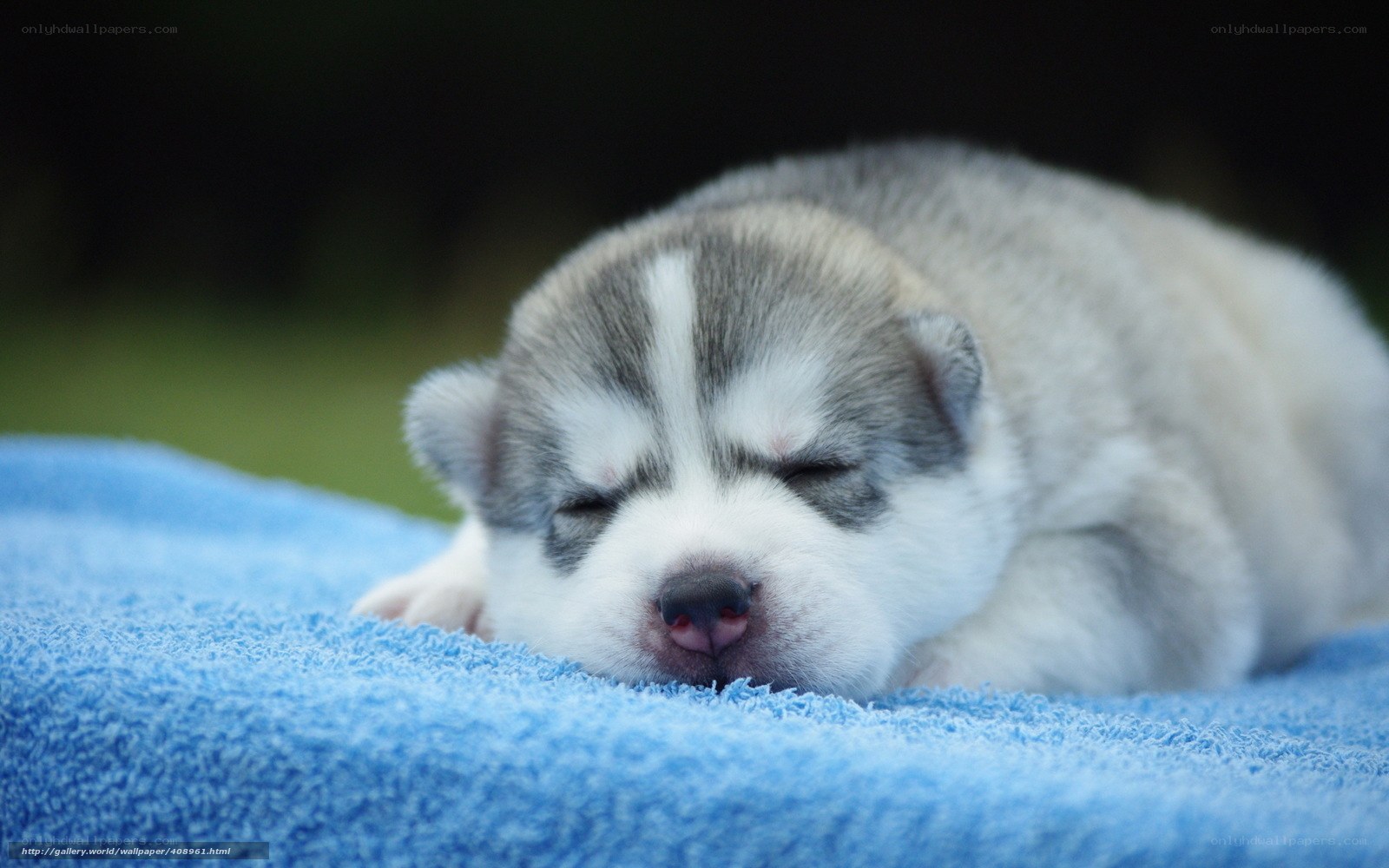 Sleeping husky puppy