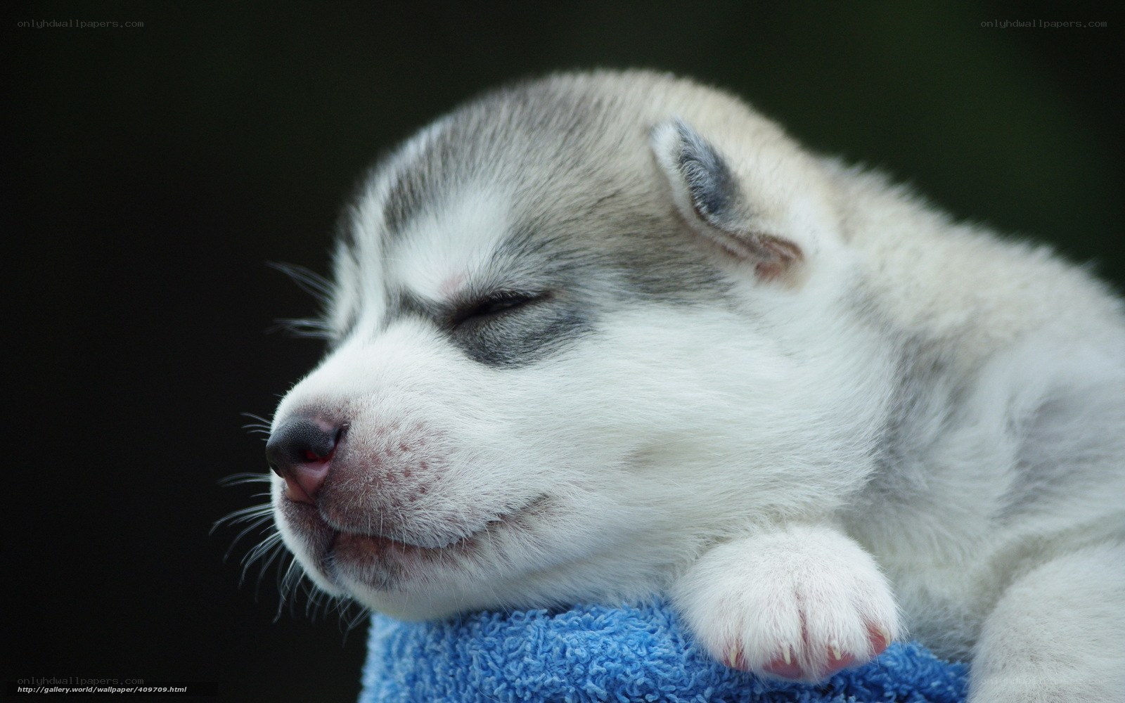 sleeping husky puppy
