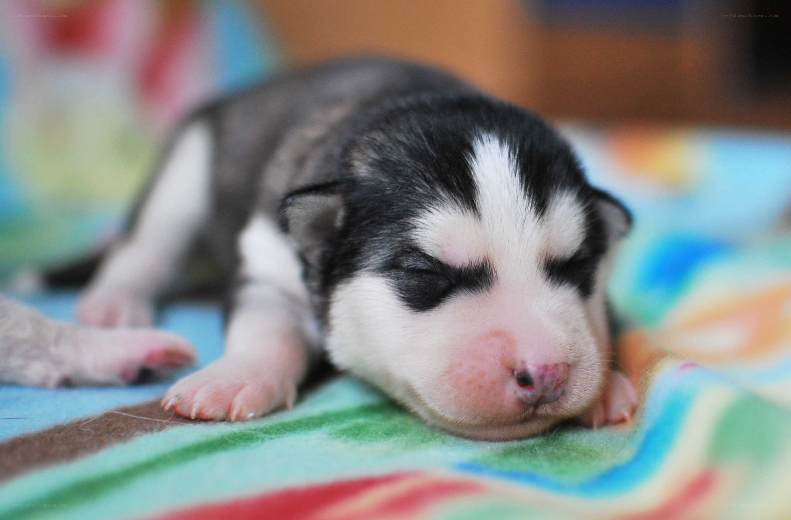 sleeping husky puppy