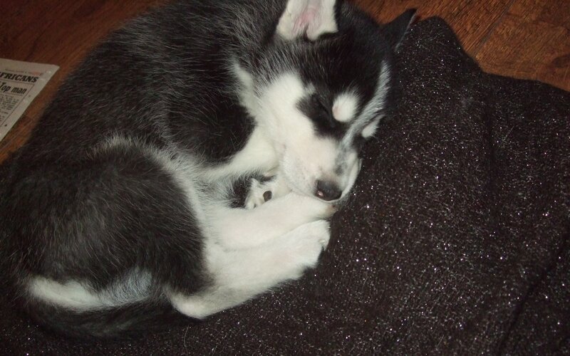 sleeping husky puppy