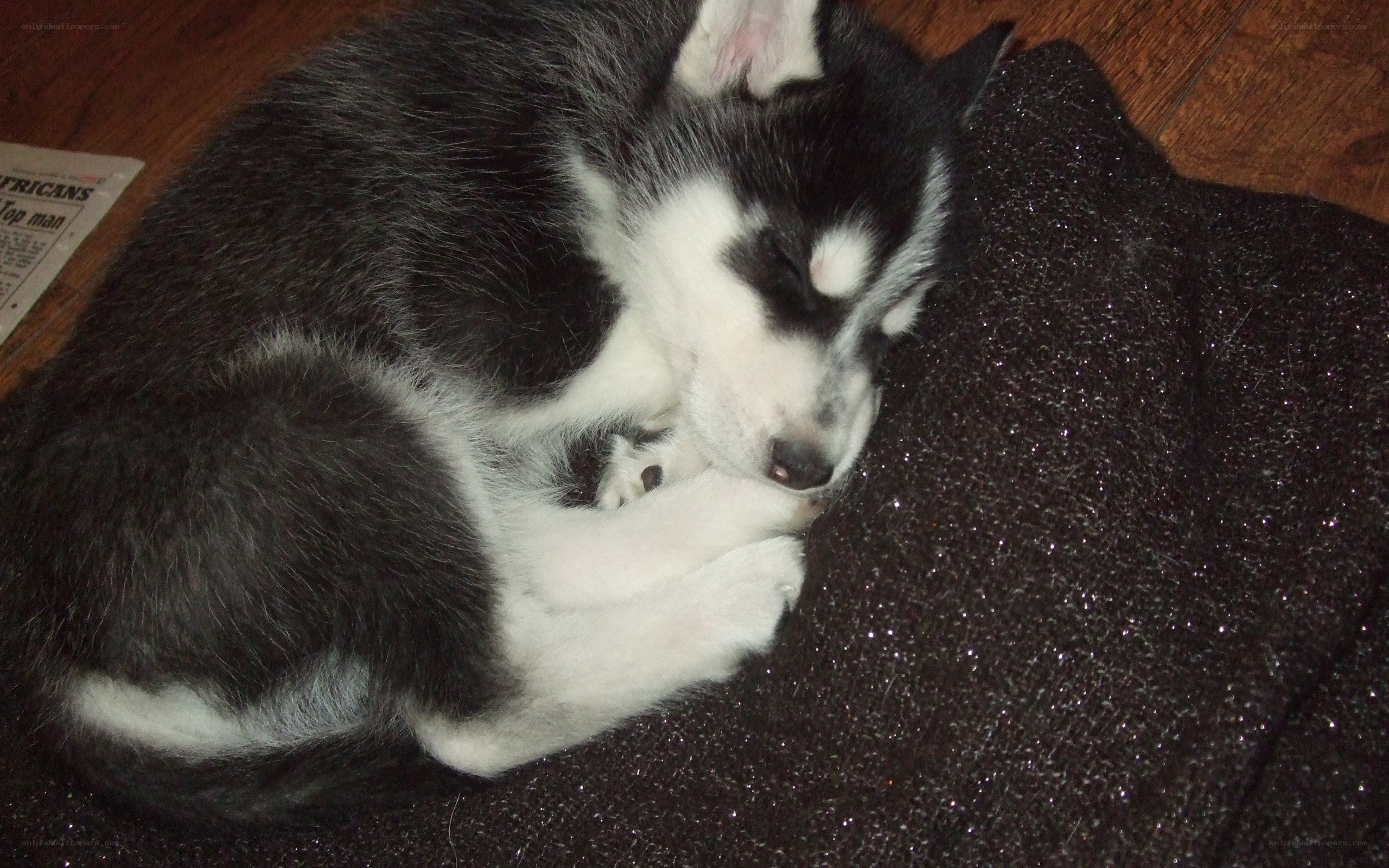 sleeping husky puppy