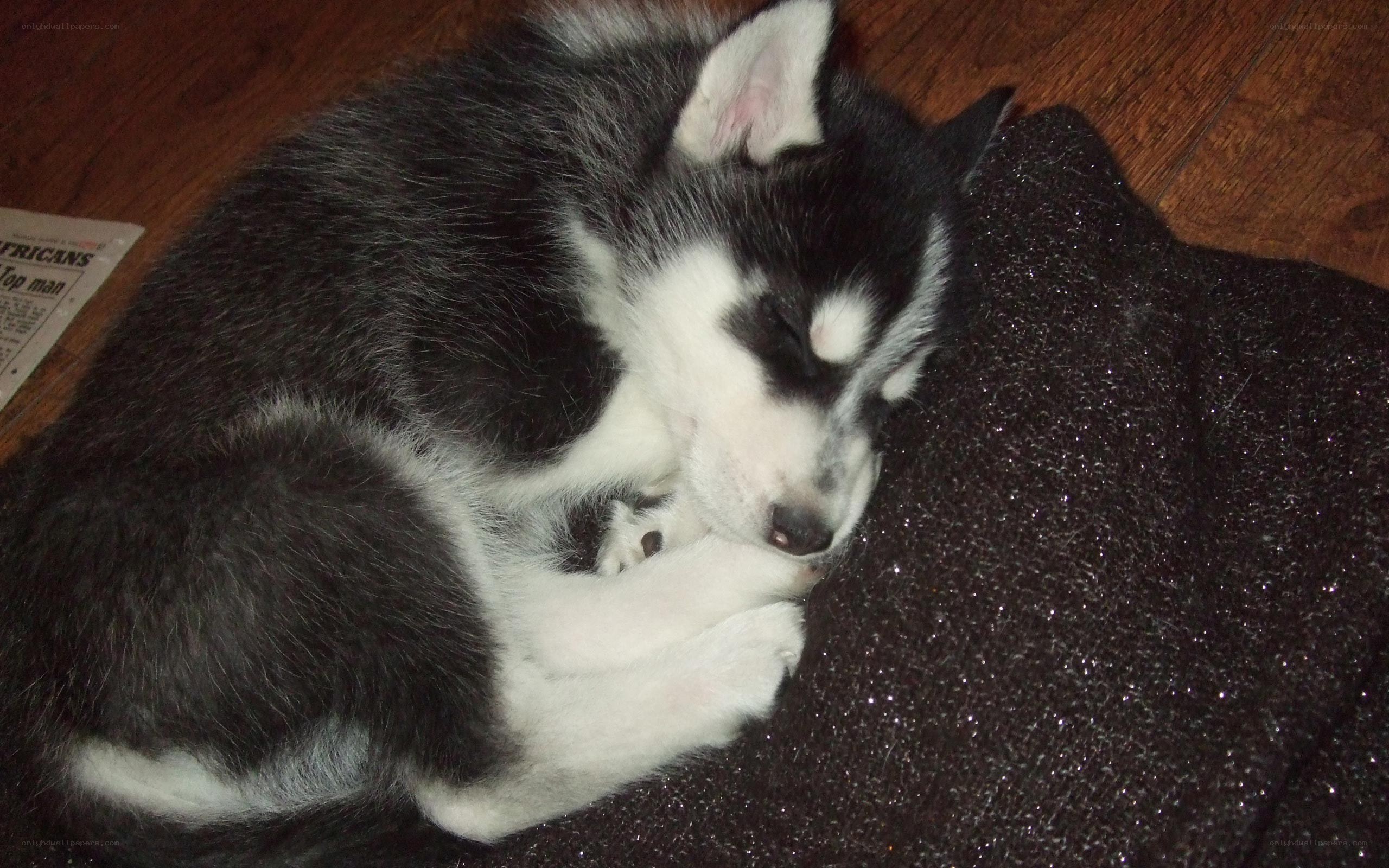 sleeping husky puppy