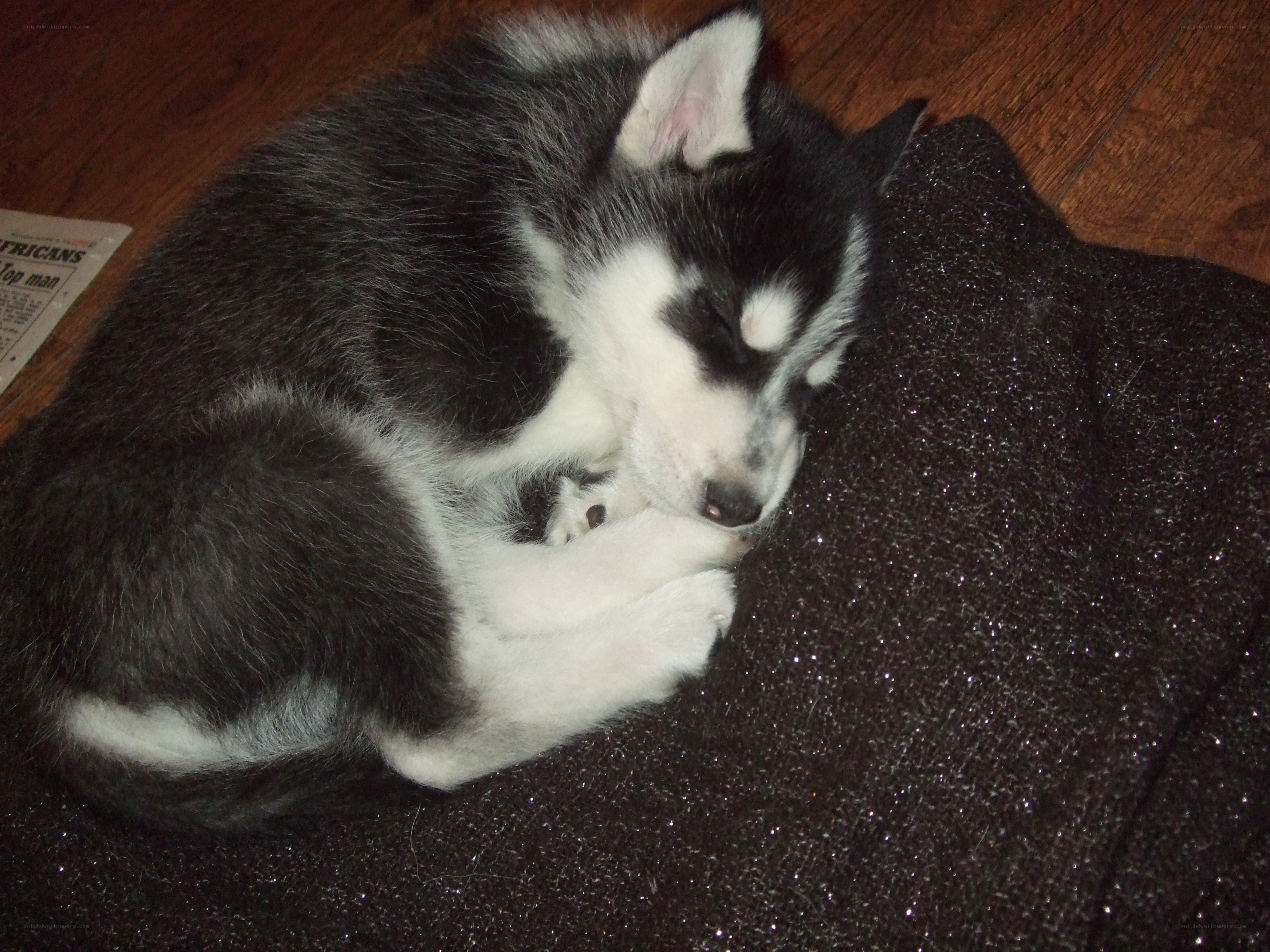 Sleeping husky puppy