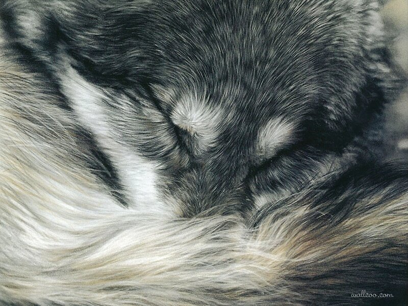 Sleeping Husky Puppy — Black