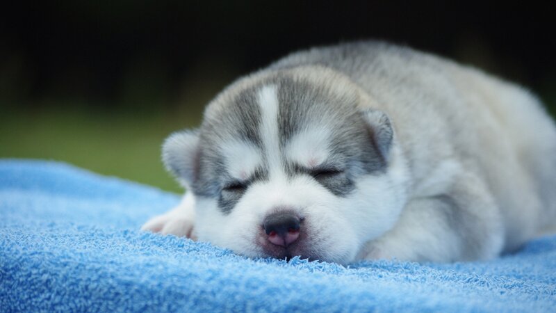 Sleeping Husky Puppy — Blue