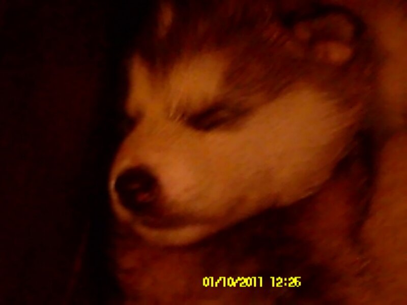 Sleeping Husky Puppy — Brown, Calm