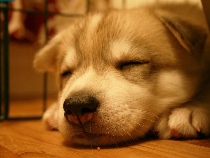 Sleeping Husky Puppy — Brown, Peaceful, Photograph