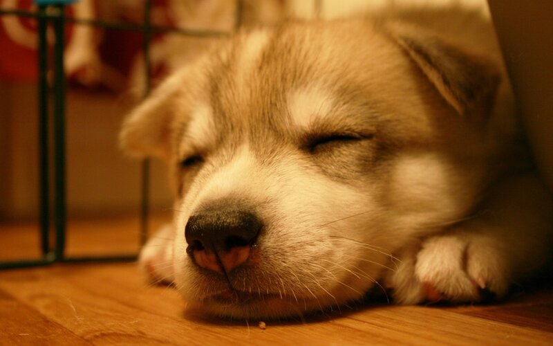 Sleeping Husky Puppy — Brown, Peaceful