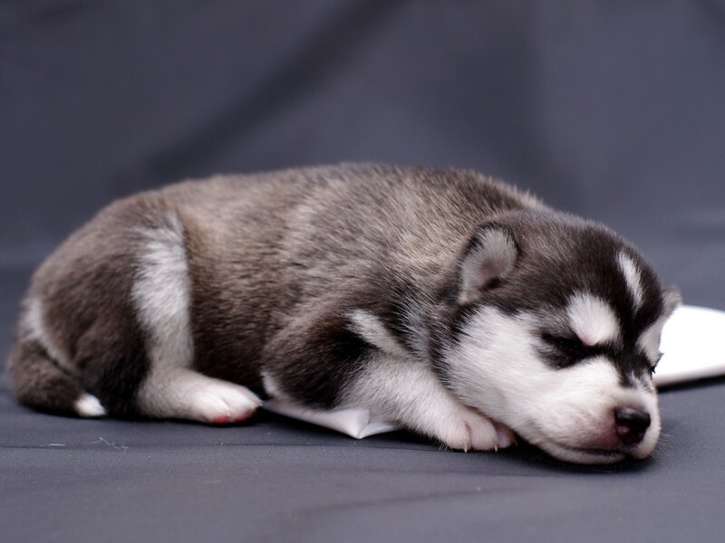 Sleeping Husky Puppy — Gray, Calm