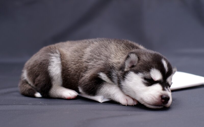 Sleeping Husky Puppy — Gray, Peaceful