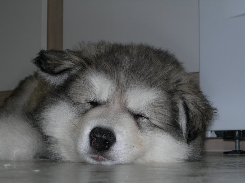 Sleeping Husky Puppy — Gray